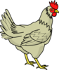 Cream Colored Chicken Clip Art